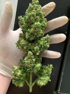 plant-5979455_1920